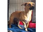 Adopt SOCKS - Happy playful sweet boy a Dachshund / Hound (Unknown Type) / Mixed