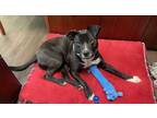 Adopt Tasha a Black - with White Boston Terrier / Mixed Breed (Medium) / Mixed