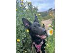 Adopt Annie a Black Bearded Collie / Labradoodle / Mixed dog in El Cajon