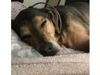 Adopt Sundance a Brown/Chocolate - with Black Black and Tan Coonhound / Hound