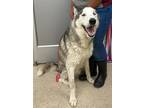 Adopt Balto a White Alaskan Malamute / Mixed Breed (Medium) / Mixed (short coat)