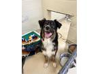 Adopt Zoey a Black Australian Shepherd / Mixed Breed (Medium) / Mixed (short