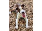 Adopt Boomer a White Labrador Retriever / Mixed Breed (Medium) / Mixed (short