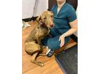 Adopt Kinslee a Black Hound (Unknown Type) / Catahoula Leopard Dog / Mixed