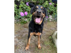 Adopt Obie a Black Rottweiler / Mixed Breed (Medium) / Mixed (short coat) dog in