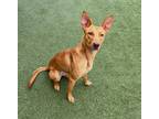 Adopt Buttercup a Brindle Pharaoh Hound / Mixed Breed (Medium) / Mixed (short