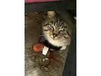 Adopt Tigre a Tiger Striped American Shorthair / Mixed (medium coat) cat in