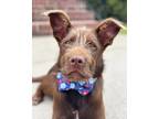 Adopt Morsel a Brown/Chocolate Fox Terrier (Wirehaired) dog in Berkeley Heights