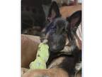 Adopt Goldie a Black - with Tan, Yellow or Fawn German Shepherd Dog / Mixed dog
