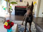 Adopt Oliver a Red/Golden/Orange/Chestnut Doberman Pinscher / Mixed dog in