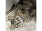 Adopt Daisy Duke a Brown Tabby Domestic Shorthair / Mixed Breed (Medium) / Mixed