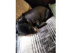 Adopt Ramona a Black Finnish Spitz / Mixed dog in Willow Park, TX (41420332)
