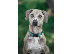 Adopt Cooper a Brindle Mixed Breed (Medium) / Mixed Breed (Medium) / Mixed