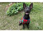 Adopt Bean a Black Terrier (Unknown Type, Medium) / Shar Pei / Mixed dog in