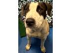 Adopt Scout a Black American Pit Bull Terrier / Mixed Breed (Medium) / Mixed