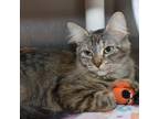 Adopt Cassie a Brown Tabby Domestic Mediumhair / Mixed Breed (Medium) / Mixed