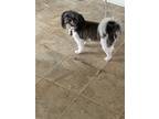 Adopt Posey a White - with Black Shih Tzu / Shih Tzu / Mixed dog in Spokane