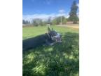 Adopt Sparkle a Gray/Silver/Salt & Pepper - with Black Mastiff / Bullmastiff /