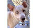 Adopt Ida a White - with Tan, Yellow or Fawn Labrador Retriever / Husky / Mixed
