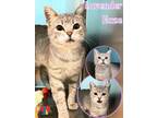 Adopt Lavender Haze a Gray or Blue Domestic Shorthair / Mixed Breed (Medium) /