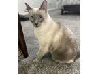 Adopt Shadow a Tan or Fawn Siamese / Mixed Breed (Medium) / Mixed (short coat)