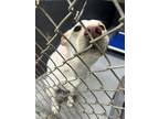 Adopt Krypto a White Alaskan Klee Kai / Labrador Retriever / Mixed (short coat)