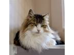 Adopt Kiki C a Calico or Dilute Calico Domestic Longhair / Mixed (long coat) cat