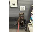 Adopt Chica a Brindle Mastiff / Mixed dog in Stockton, CA (41420000)