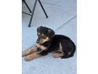 Adopt Iron Man a Tricolor (Tan/Brown & Black & White) Doberman Pinscher / German