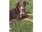 Adopt Asher a Brown/Chocolate Doberman Pinscher / Mixed dog in Royal Oak