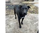 Adopt Max a Black - with White Retriever (Unknown Type) / Anatolian Shepherd /