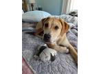Adopt Marlo a Tan/Yellow/Fawn Labrador Retriever / Pit Bull Terrier / Mixed dog
