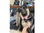 Adopt Ghost a Brown/Chocolate - with Black German Shepherd Dog / Mixed dog in