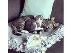 Adopt Meeko and Lynx a Gray or Blue Tabby / Mixed (short coat) cat in Oklahoma