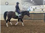 Adopt Frenchie a Bay Paint/Pinto horse in Sharon Center, OH (41294495)