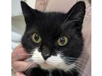 Adopt Bean Bag a Black & White or Tuxedo British Shorthair (short coat) cat in