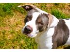 Adopt Lacy a American Staffordshire Terrier / Mixed dog in Mobile, AL (41155184)