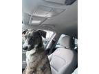 Adopt Jaxon a Brown/Chocolate - with White Mutt / Mutt / Mixed dog in Pasadena