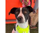 Adopt Pete a Black - with White Whippet / Mixed Breed (Medium) / Mixed dog in