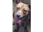Adopt Lila a Red/Golden/Orange/Chestnut Feist / Dachshund / Mixed dog in Spring