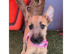 Adopt Dallas a Brown/Chocolate - with Black Irish Terrier / Mixed Breed (Small)
