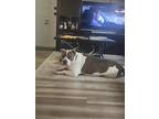 Adopt Stitch a White - with Brown or Chocolate American Pit Bull Terrier / Mixed