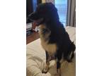Adopt Connor a Tricolor (Tan/Brown & Black & White) Aussiedoodle / Mixed dog in