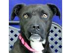 Adopt June a Border Collie / Labrador Retriever / Mixed dog in Midland
