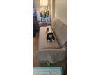 Adopt Charlie a White - with Black Cocker Spaniel / Mixed dog in Fort Myers