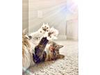 Adopt Zu a Brown or Chocolate (Mostly) Maine Coon / Mixed (long coat) cat in