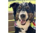 Adopt Toby a Tricolor (Tan/Brown & Black & White) Australian Shepherd / Mixed