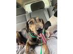 Adopt Star a Black - with Tan, Yellow or Fawn Catahoula Leopard Dog / Hound
