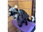 Adopt Linda a All Black Domestic Shorthair / Mixed Breed (Medium) / Mixed (short