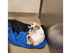 Adopt Delilah a White Beagle / Hound (Unknown Type) / Mixed (short coat) dog in